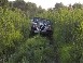 Greg's CJ-7 in the tall grass